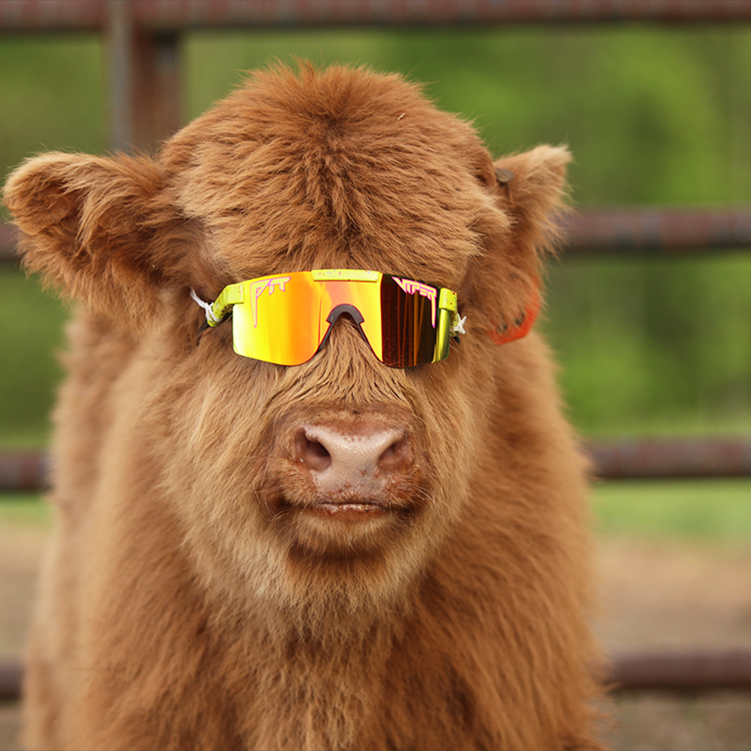 Wide / Polarized Rainbow  | Cow wearing The 1993 Original from Pit Viper Sunglasses